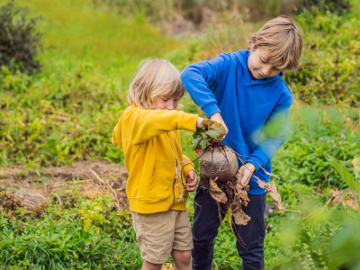 Boys picking some vegetables from the garden.