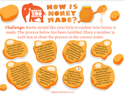 How Honey is made activity