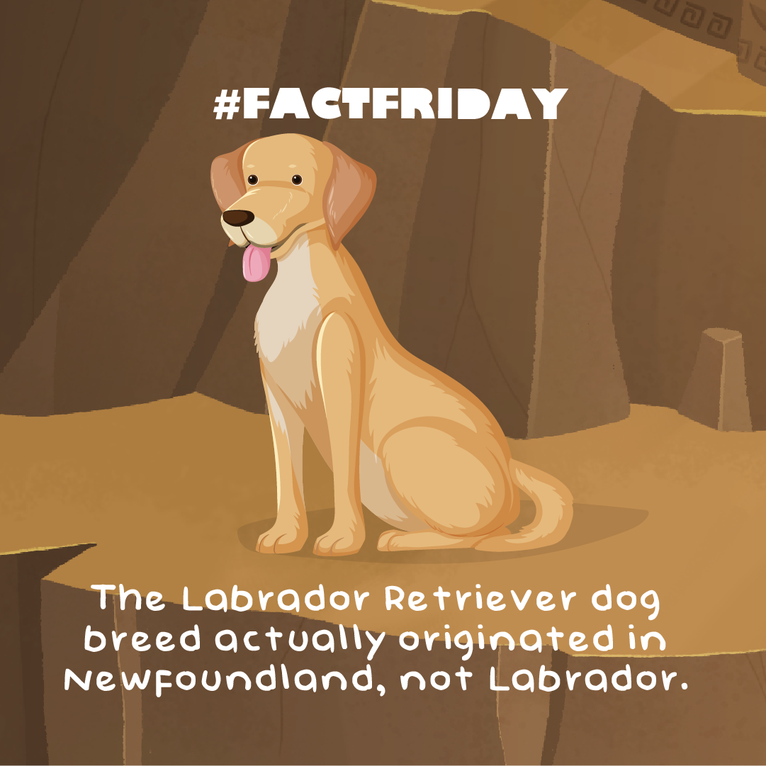 dog fact