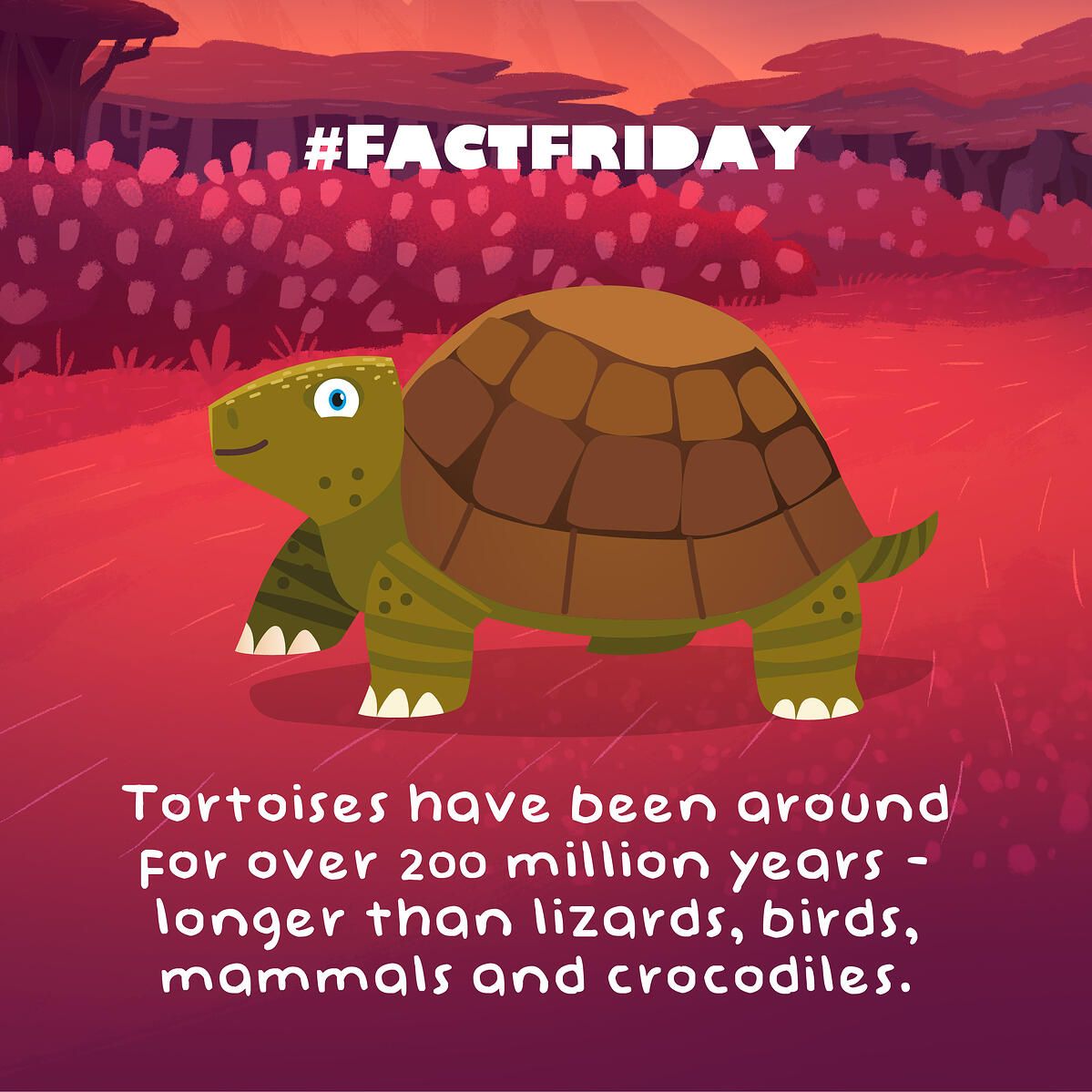 tortoise_fact