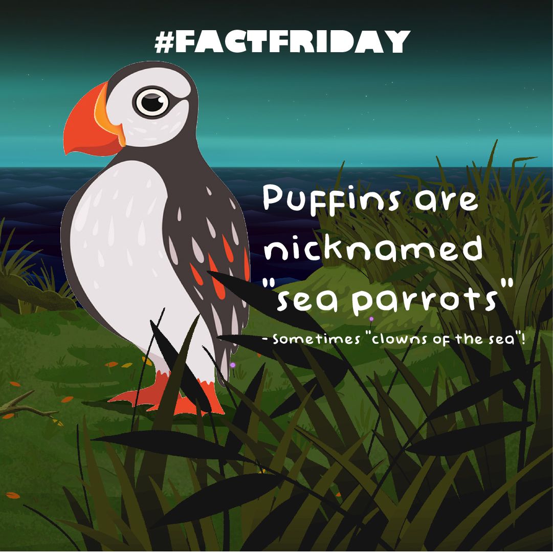 puffin_fact