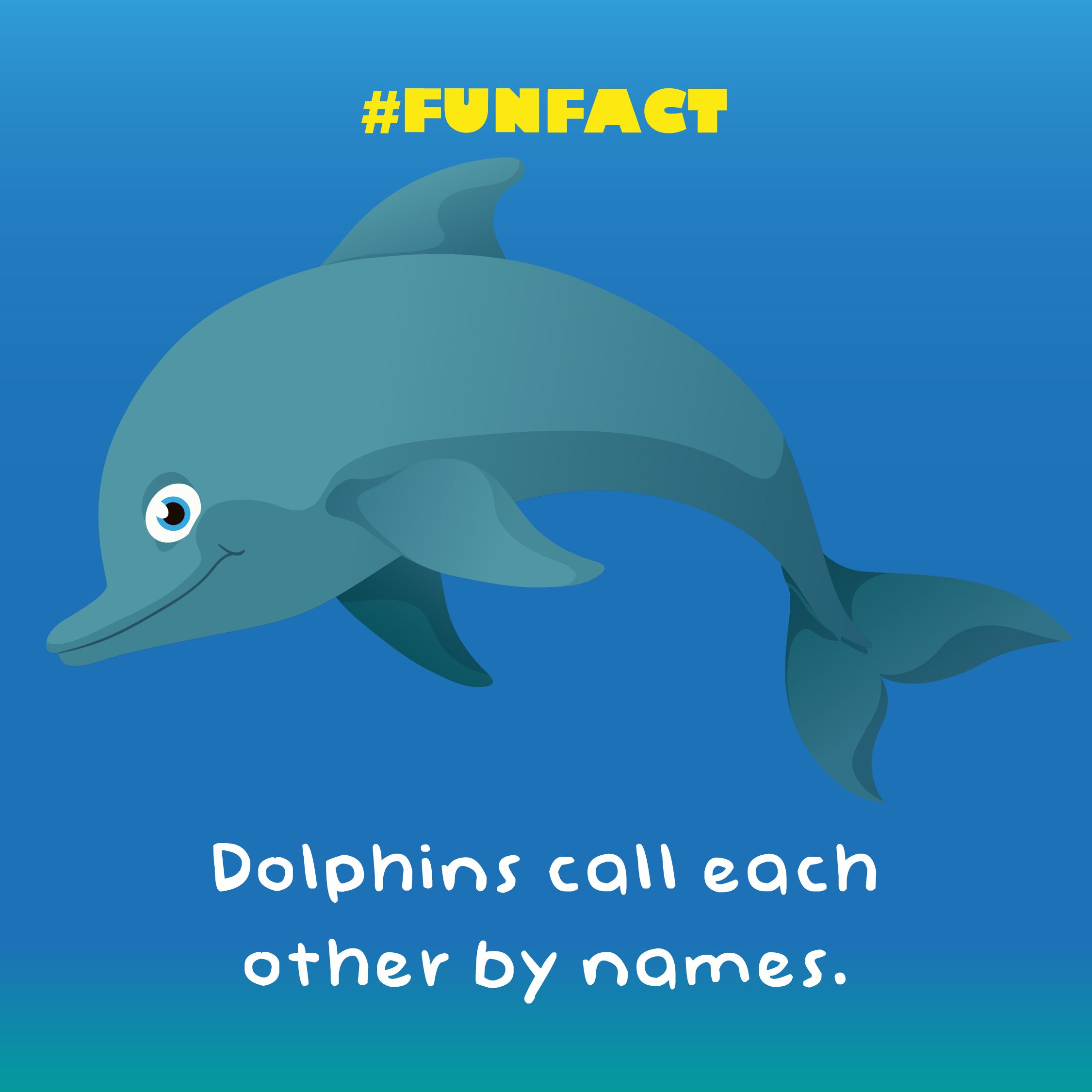 dolphin_fact