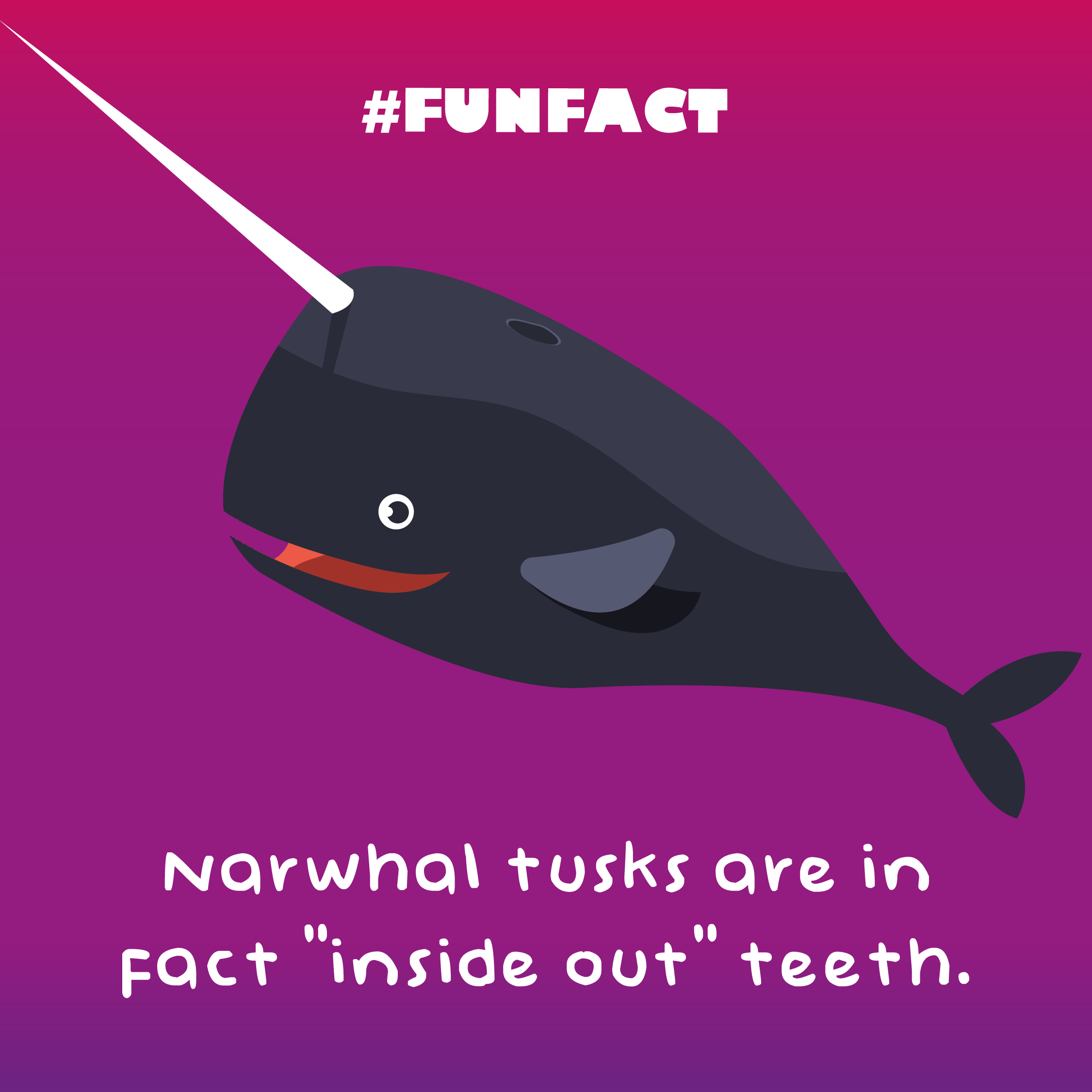 narwhal_fact