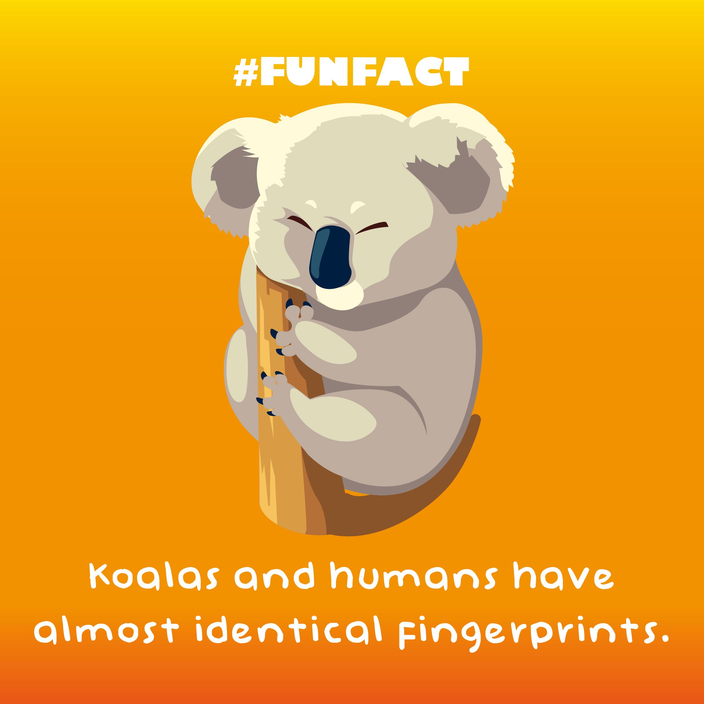 koala_fact
