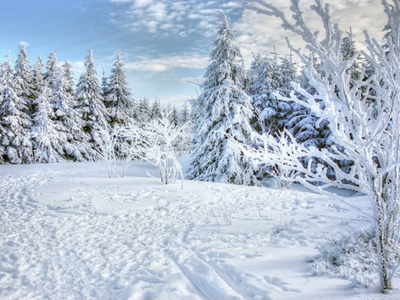 Trees covered in snow