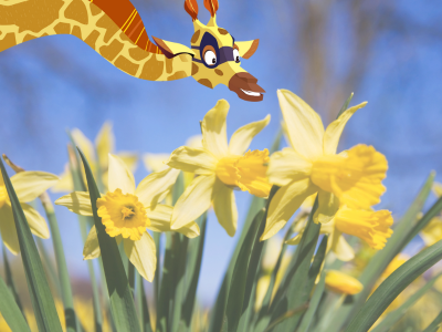 Daffodils in sunlight with Sam the Giraffe. 