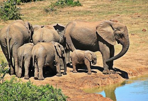 Elephants around water