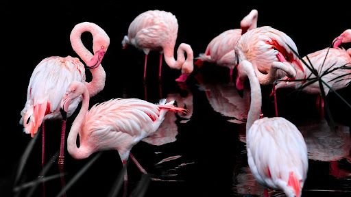 Flamingos