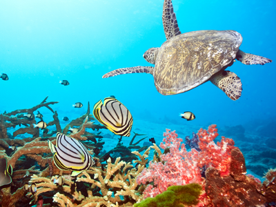Sea Turtle and fish swimming